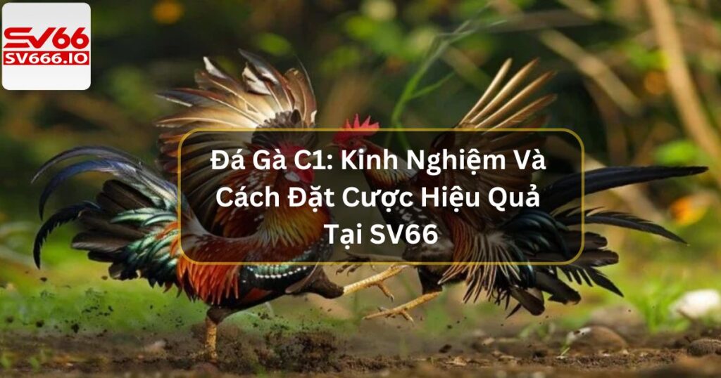 Đá Gà C1: Kinh Nghiệm Và Cách Đặt Cược Hiệu Quả Tại SV66