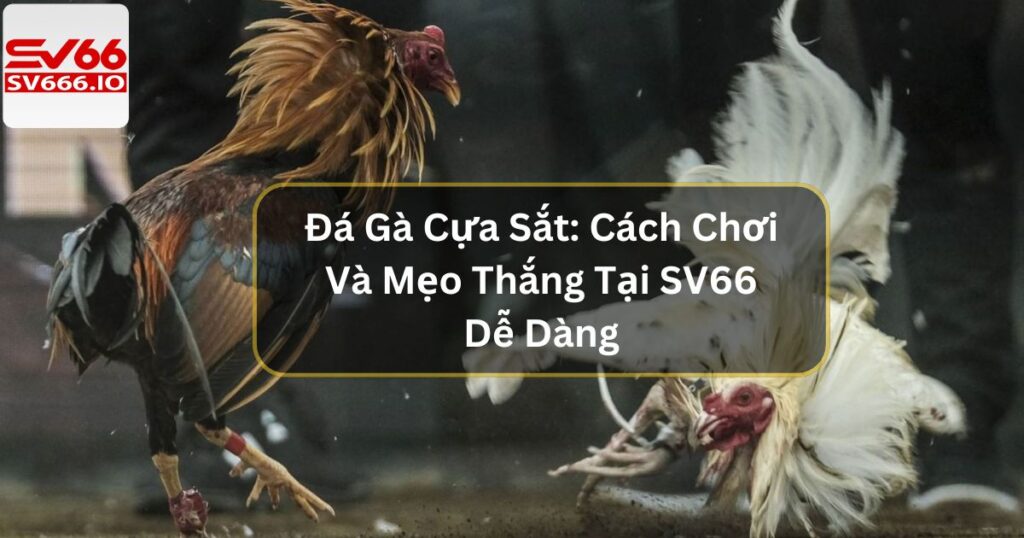 Đá Gà Cựa Sắt SV66 : Cuộc Chiến Những Chiến Kê Bất Bại