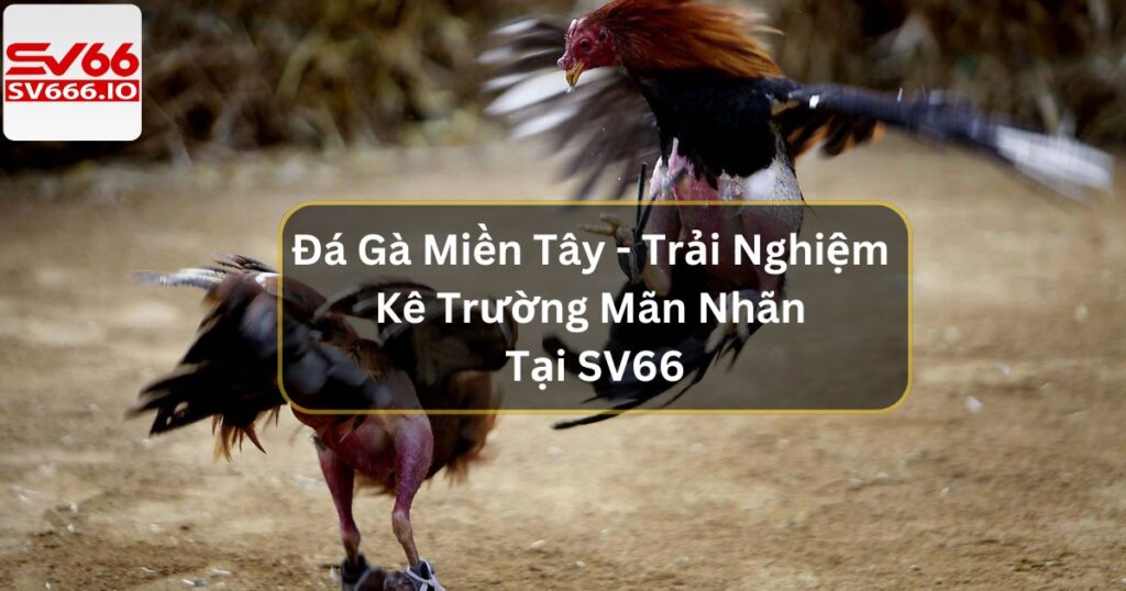 Đá Gà Miền Tây - Trải Nghiệm Kê Trường Mãn Nhãn Tại SV66
