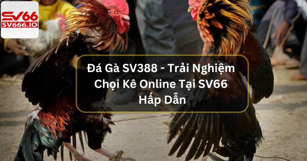 Đá Gà SV388 - Trải Nghiệm Chọi Kê Online Tại SV66 Hấp Dẫn