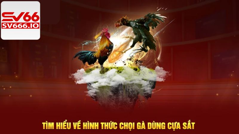 Đá Gà Cựa Sắt SV66 : Cuộc Chiến Những Chiến Kê Bất Bại 2 Khái quát đôi nét về đá gà cựa sắt SV66