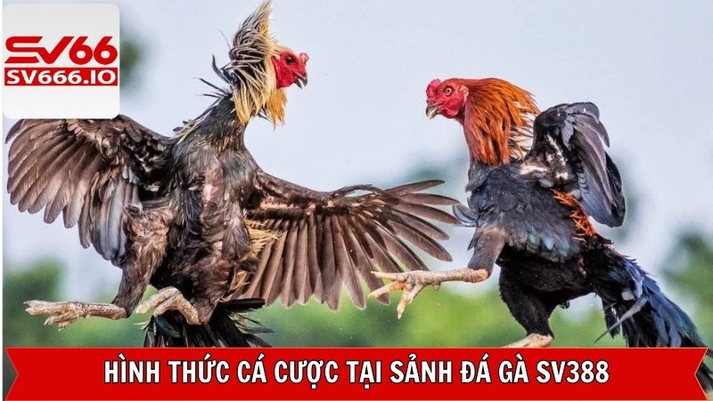 Những kiểu đá gà thịnh hành nhất trên sảnh cược