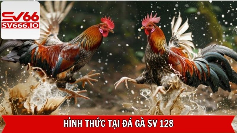 Những loại hình chọi kê được yêu thích tại SV 128
