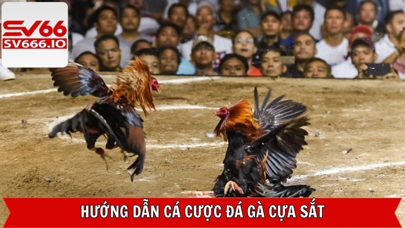 Đá Gà Cựa Sắt SV66 : Cuộc Chiến Những Chiến Kê Bất Bại 3 Tìm hiểu quy định cơ bản trong luật chơi đá gà cựa sắt