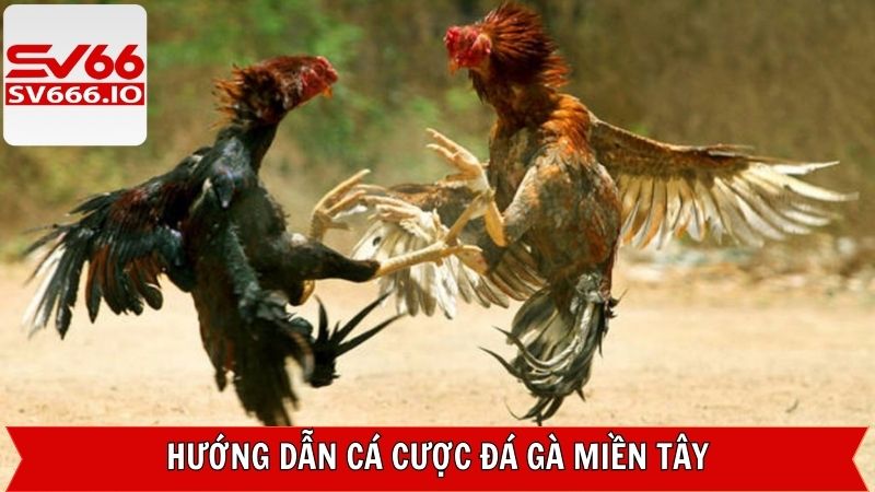 Các bước tham gia chọi kê tại hệ thống SV66