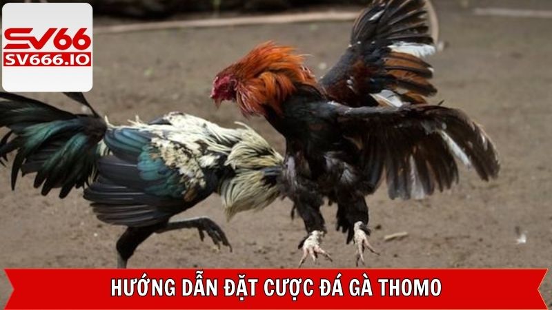 Các bước cụ thể để đặt cược đá gà SV66