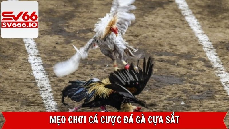 Đá Gà Cựa Sắt SV66 : Cuộc Chiến Những Chiến Kê Bất Bại 4 Chia sẻ kinh nghiệm đặt cược đá gà thắng lớn cho tân thủ
