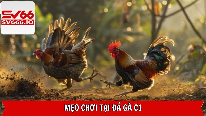Các bước cụ thể để tham gia đặt cược đá gà C1
