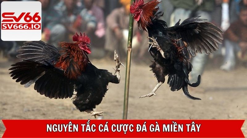 Nguyên tắc khi tham gia chọi gà miền Tây