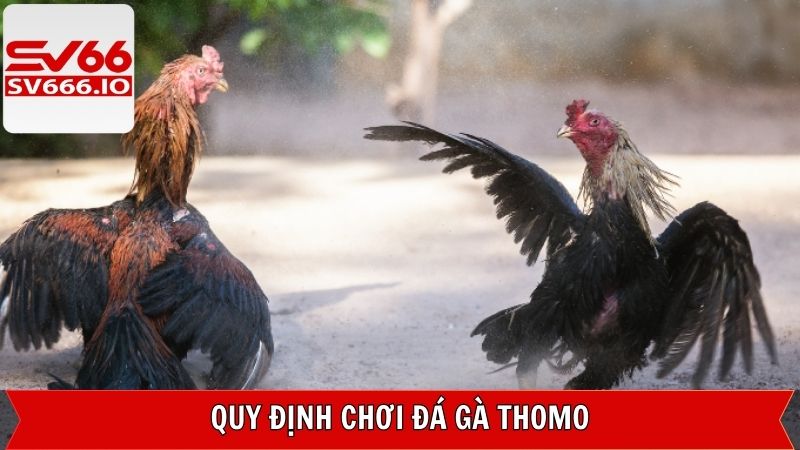 Hướng dẫn cách chơi đá gà Thomo cho người mới