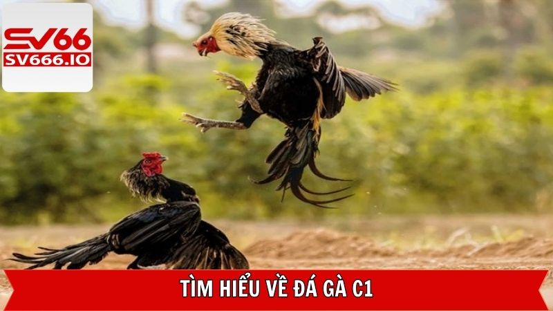 Khái quát đôi nét về đá gà C1 tại SV66