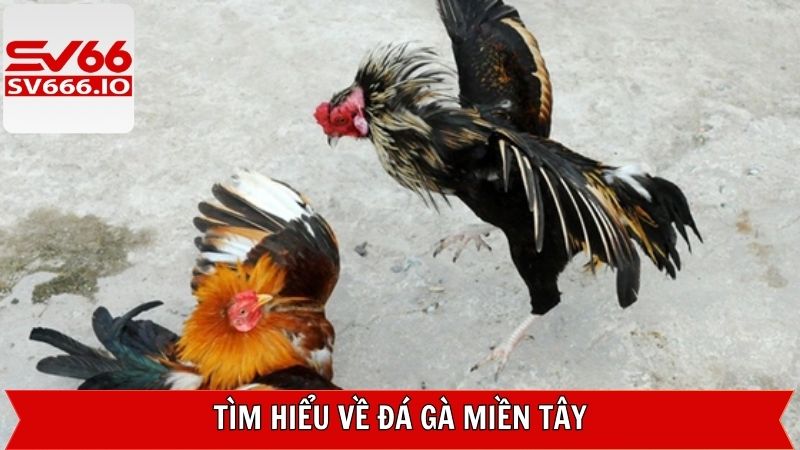 Khái quát về chuyên mục cá cược đá gà miền Tây