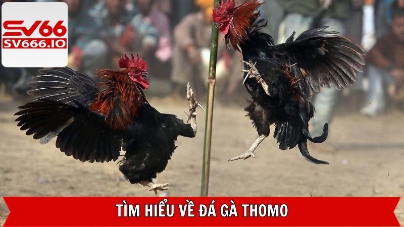 Khái quát đôi nét về đá gà Thomo