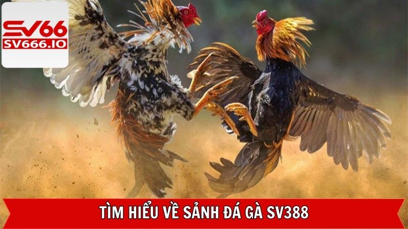 Sơ lược về sảnh chọi kê đẳng cấp