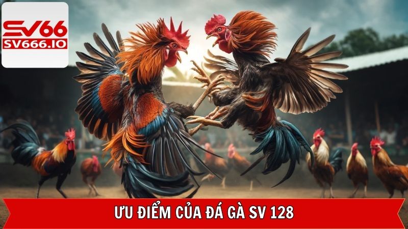 Điểm khác biệt làm nên đẳng cấp của đá gà SV 128