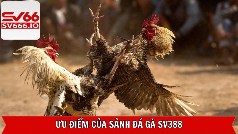 Điểm mạnh lôi cuốn hội viên của sảnh đá gà SV388